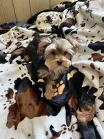 Babydoll Sully , a male Morkie for sale in Tri-Cities, TN – Photo 9 of 9