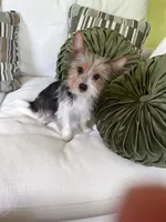 Chloe , a female Yorkshire Terrier for sale in Greeneville, TN – 1 of 4