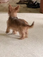 Goldie, a female Yorkshire Terrier for sale in Greeneville, TN – 4 of 7