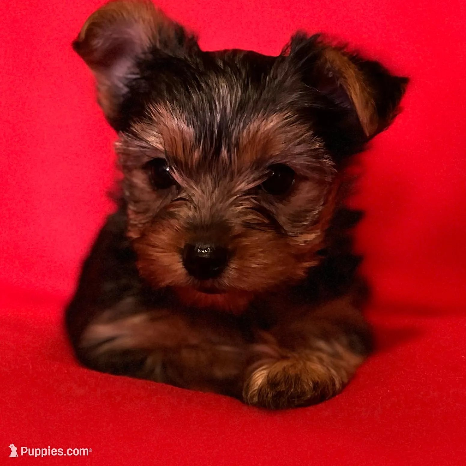 Pinky Promise , a female Yorkshire Terrier for sale in Tri-Cities, TN – Photo 2 of 5