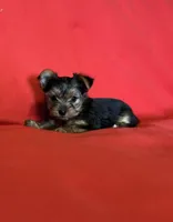 Pinky Promise , a female Yorkshire Terrier for sale in Tri-Cities, TN – Photo 3 of 5