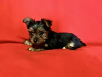 Pinky Promise , a female Yorkshire Terrier for sale in Tri-Cities, TN – Photo 5 of 5
