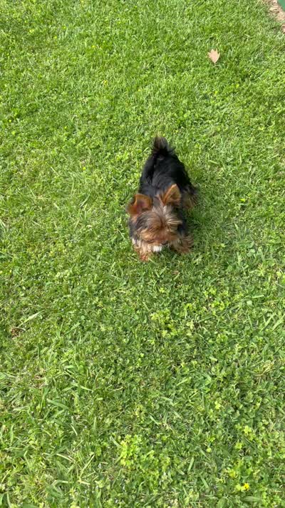 Remi ON HOLD , a male Yorkshire Terrier for sale in Greeneville, TN – 7 of 8