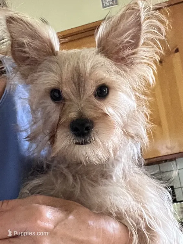 Rex – Yorkshire Terrier puppy for sale in Greeneville, TN