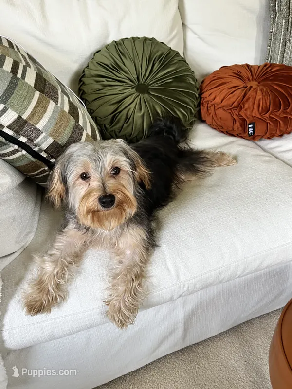 Sweet girl ❤️ Neytiri – Morkie puppy for sale in Greeneville, TN