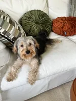 Sweet girl ❤️ Neytiri, a female Morkie for sale in Greeneville, TN – 1 of 8