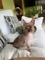 Gigi, a female Yorkshire Terrier for sale in Greeneville, TN – 4 of 5