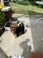 Remi ON HOLD , a male Yorkshire Terrier for sale in Greeneville, TN – 6 of 8