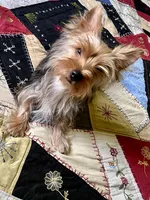 Flash, a male Yorkshire Terrier for sale in Greeneville, TN – 4 of 8