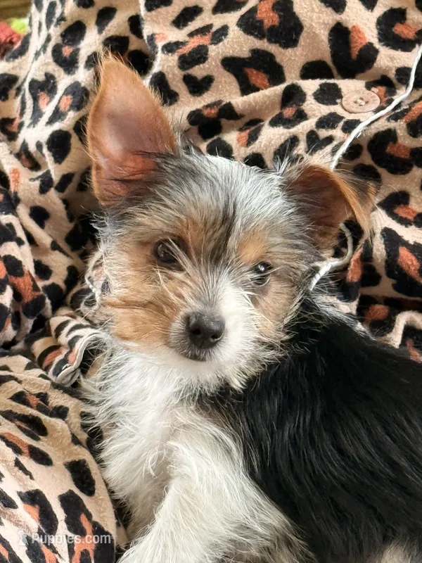 Chloe Dee – Yorkshire Terrier puppy for sale in Greeneville, TN