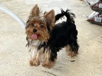 Remi ON HOLD , a male Yorkshire Terrier for sale in Greeneville, TN – 4 of 8
