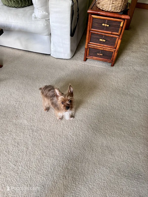 Gigi – Yorkshire Terrier puppy for sale in Greeneville, TN