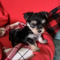 Adorable Boy 🥰 Miles, a male Morkie for sale in Tri-Cities, TN – Photo 4 of 8