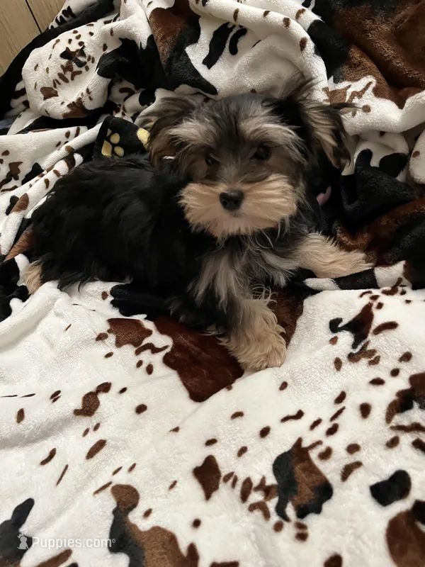 Adorable Boy 🥰 Miles – Morkie puppy for sale in Tri-Cities, TN