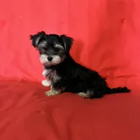 Adorable Boy 🥰 Miles, a male Morkie for sale in Tri-Cities, TN – Photo 3 of 8