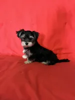 Adorable Boy 🥰, a male Morkie for sale in Tri-Cities, TN – Photo 1 of 8