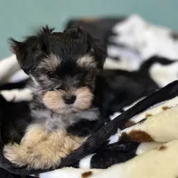Adorable Boy 🥰 Miles, a male Morkie for sale in Tri-Cities, TN – Photo 7 of 8