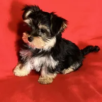 Adorable Boy 🥰 Miles, a male Morkie for sale in Tri-Cities, TN – Photo 2 of 8