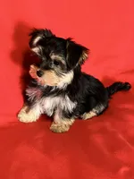Adorable Boy 🥰, a male Morkie for sale in Tri-Cities, TN – Photo 4 of 8