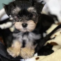 Adorable Boy 🥰 Miles, a male Morkie for sale in Tri-Cities, TN – Photo 1 of 8