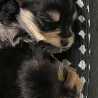 Adorable Boy 🥰 Miles, a male Morkie for sale in Tri-Cities, TN – Photo 8 of 8