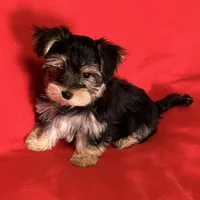Adorable Boy 🥰 Miles, a male Morkie for sale in Tri-Cities, TN – Photo 6 of 8