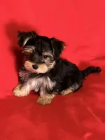 Adorable Boy 🥰, a male Morkie for sale in Tri-Cities, TN – Photo 6 of 8