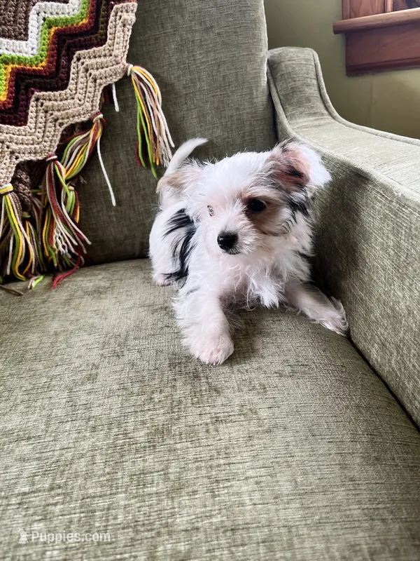 Melania – Yorkshire Terrier puppy for sale in Greeneville, TN