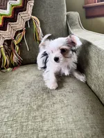 Melania, a female Yorkshire Terrier for sale in Greeneville, TN – 3 of 6