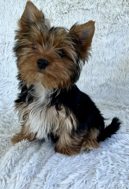 Remi – Yorkshire Terrier puppy for sale in Greeneville, TN