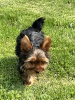 Remi, a male Yorkshire Terrier for sale in Greeneville, TN – 5 of 6