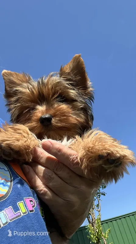 Remi – Yorkshire Terrier puppy for sale in Greeneville, TN