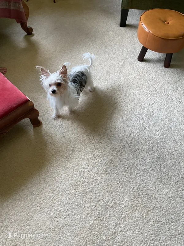 Mel  – Yorkshire Terrier puppy for sale in Greeneville, TN