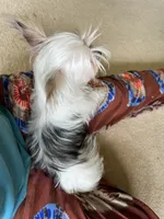 Mel pending , a female Yorkshire Terrier for sale in Greeneville, TN – 5 of 6