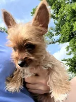 I’m available!!!, a female Yorkshire Terrier for sale in Greeneville, TN – 6 of 6