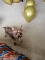 Goldie Haun, a female Yorkshire Terrier for sale in Greeneville, TN – 7 of 7