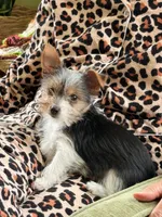 Chloe Dee, a female Yorkshire Terrier for sale in Greeneville, TN – 6 of 7