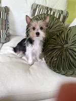 Chloe , a female Yorkshire Terrier for sale in Greeneville, TN – 2 of 4