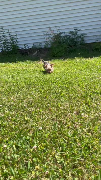Hershey Kisses, a male Yorkshire Terrier for sale in Greeneville, TN – 5 of 6