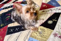 Flash, a male Yorkshire Terrier for sale in Greeneville, TN – 6 of 8