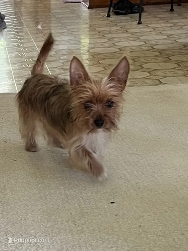 Gigi – Yorkshire Terrier puppy for sale in Greeneville, TN