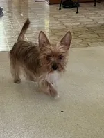 Gigi, a female Yorkshire Terrier for sale in Greeneville, TN – 1 of 5