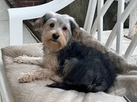 Sweet girl ❤️ Neytiri, a female Morkie for sale in Greeneville, TN – Photo 8 of 8
