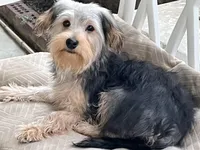 Sweet girl ❤️ Neytiri, a female Morkie for sale in Greeneville, TN – Photo 5 of 8