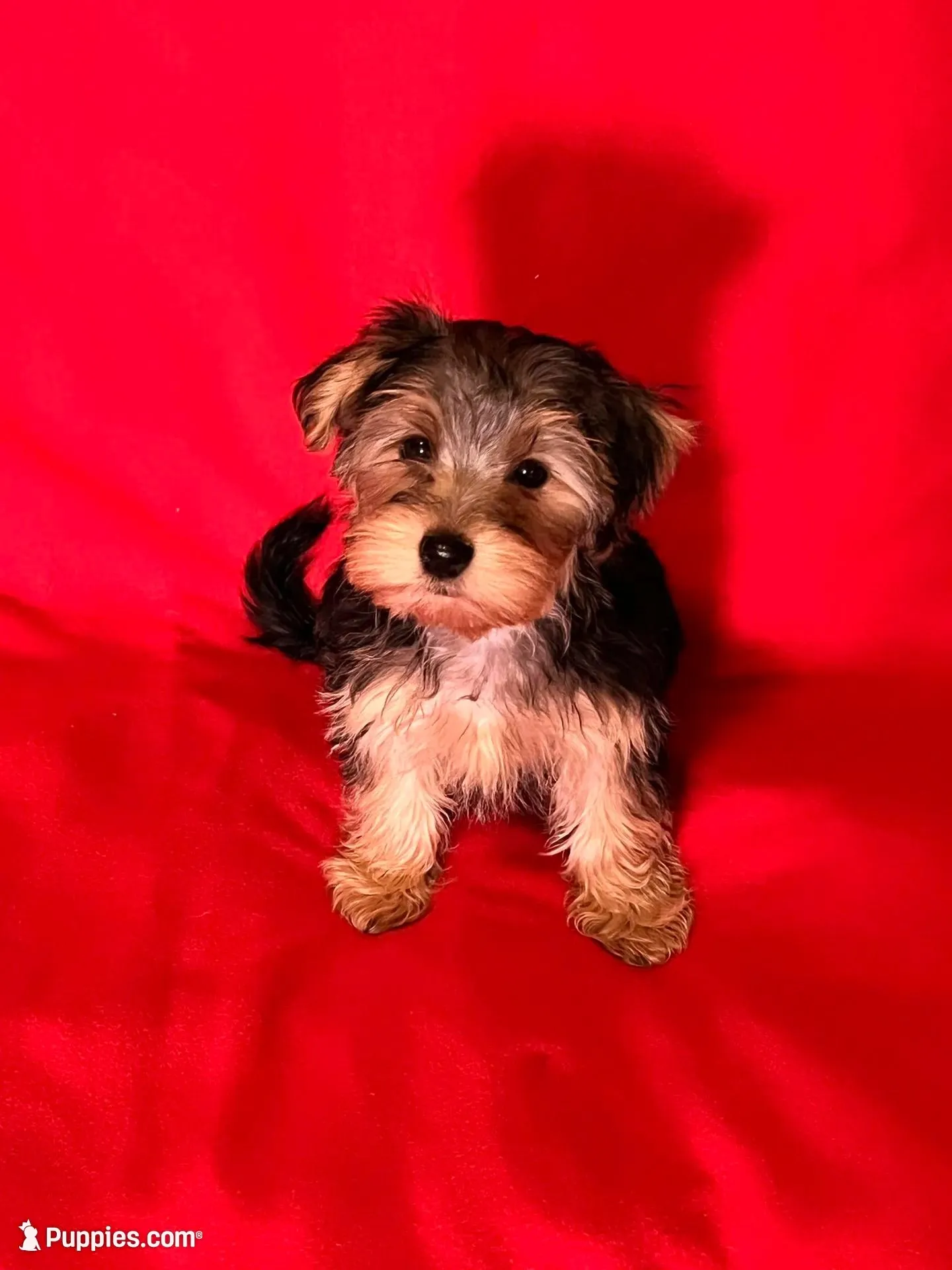 Sweet girl ❤️ Neytiri, a female Morkie for sale in Greeneville, TN – Photo 4 of 8
