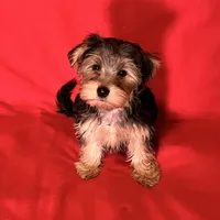 Sweet girl ❤️ Neytiri, a female Morkie for sale in Tri-Cities, TN – Photo 6 of 10
