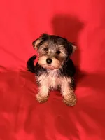 Sweet girl ❤️, a female Morkie for sale in Tri-Cities, TN – Photo 1 of 10