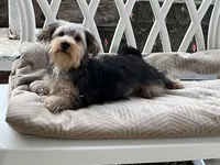 Sweet girl ❤️ Neytiri, a female Morkie for sale in Greeneville, TN – Photo 1 of 8