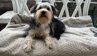 Sweet girl ❤️ Neytiri, a female Morkie for sale in Greeneville, TN – Photo 7 of 8