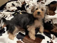 Sweet girl ❤️ Neytiri, a female Morkie for sale in Tri-Cities, TN – Photo 8 of 10